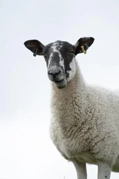High Key Close Up Of A Sheep's Face Stock Photos