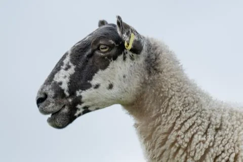 High Key Close Up Of A Sheep's Face Stock Photos