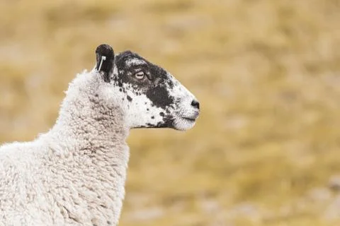 High Key Close Up Of A Sheep's Face Stock Photos