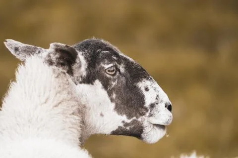 High Key Close Up Of A Sheep's Face Stock Photos