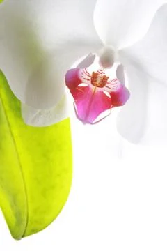 High key flower Stock Photos