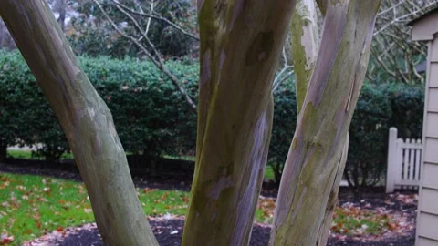 High key image of the bark of a tree growing in woodland Stock Footage 166661265