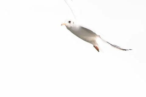 High-key image of a gull in mid-flight against a bright white sky. Stock-Fotos
