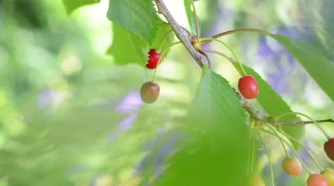 High key, light and airy footage of cherries on tree with fruit and leaves Stock Footage 65718578