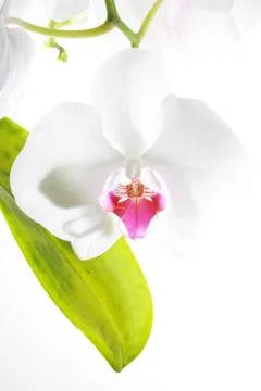 High key orchid Stock Photos