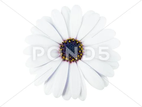 High Key photo of a marigold Stock Photos