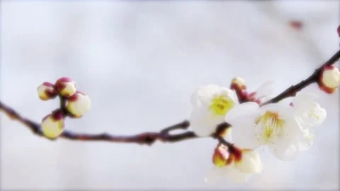 High-Key Plum Blossoms (Soft Effect) Stock Footage 332546082