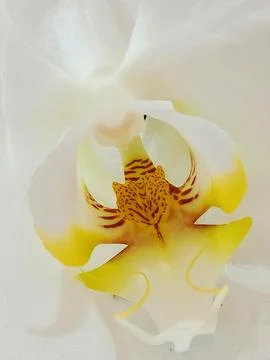 High-key Technique Stock Photos