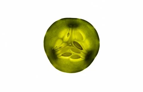 High key vegetable slices Stock Photos