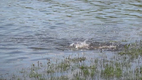 High lake fish activity due to spawning season Stock Footage 307535192