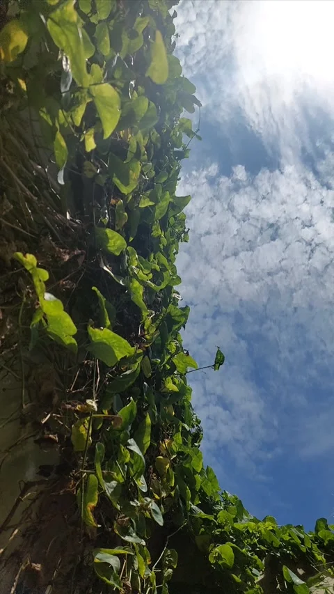 High Land Stock Footage 303759452