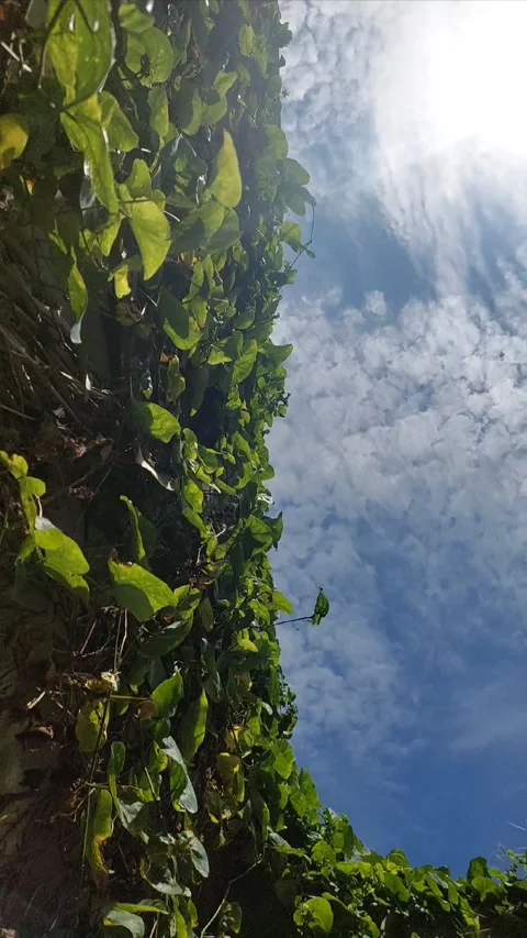 High Land Motion Video stock 303759451