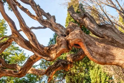 High latitude dead tree under blue sky Stock Photos