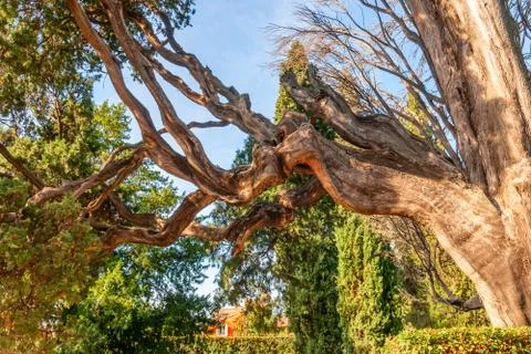 High latitude dead tree under blue sky Stock Photos