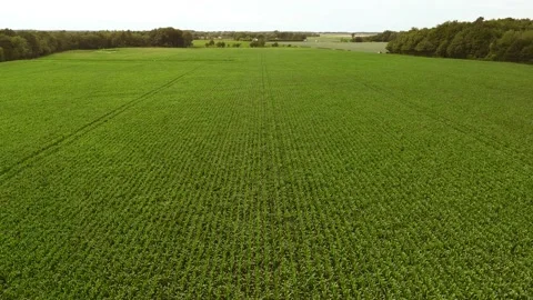 High level aerial fly forward clip over an arable crop of maize Stock Footage 202883517