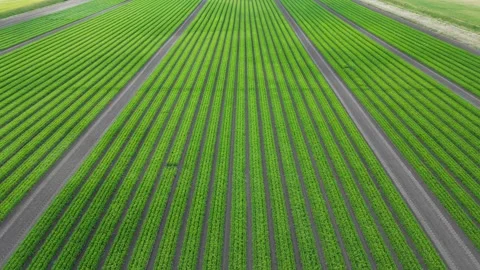 High level aerial forward fly clip over an arable crop of carrots Stock Footage 202880928