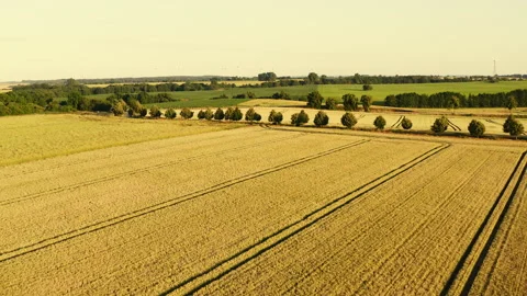 High-level drone flight over a large wheat field in summer in Stock Footage 163093761