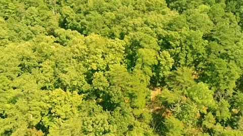 A high level drone video of the beauty and wildness of an Alabama forest Stock Footage 340102392