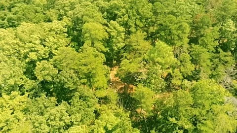 A high level drone video of the beauty and wildness of a lush Alabama forest Stock Footage 340102394