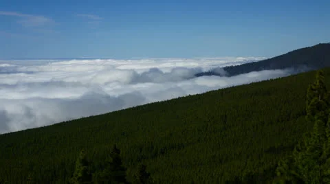 High level forest and clouds Stock Footage 24846403