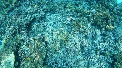 High-level perspective of coral reef with tang fish and sea urchins, Hawaii 4K Stock Footage 98424256
