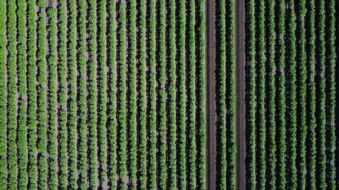 High level top down clip of a crop of potatoes Stock Footage 176782706