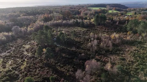 High level view of The Park, heathland restoration project, Forest of Dean. Stock Footage 263421676