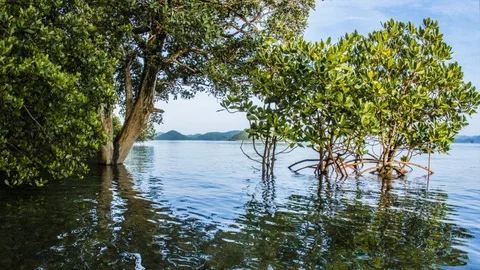 High-Low Tide within Coron Mangroves, Palawan, Philippines Stock Footage 89885322
