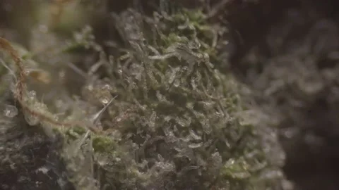 High-Magnification Cannabis (Marijuana) Sequance Under microscope. Stockbeeldmateriaal 237700802