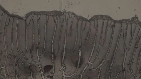 High-Magnification of dark abstract spot under microscope 100 fps Stock Footage 238377072