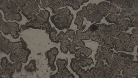 High-Magnification of dark abstract spot under microscope 100 fps Stockbeeldmateriaal 238377564