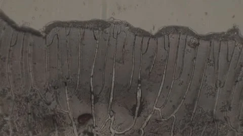High-Magnification of dark abstract spot under microscope 100 fps Stock Footage 238377963