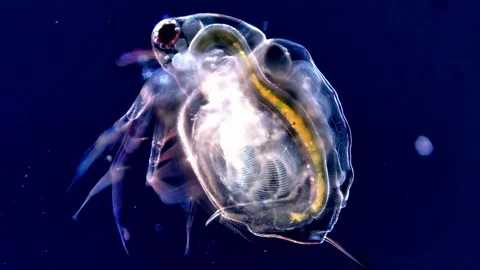 High Magnification Dark Field microscope View of Swimming Daphnia 動画素材 317836303