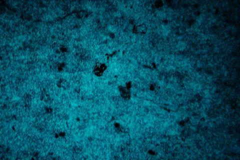 A high-magnification fluorescence microscopy image of a tissue sample. Stock Photos