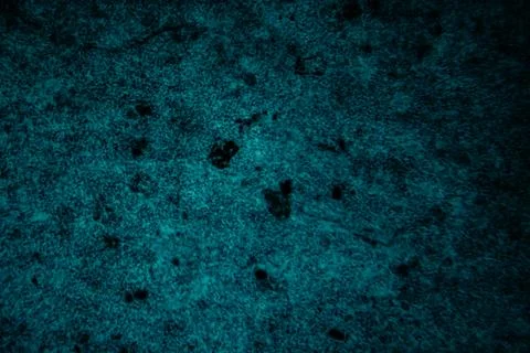 A high-magnification fluorescence microscopy image of a tissue sample. Stock Photos