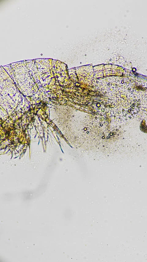 High magnification macro video of a rotifer showcasing its structure and anatomy Stock Footage 336186333