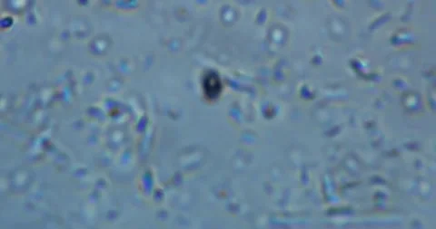 High-magnification microscopic footage showing living microorganisms Stockbeeldmateriaal 328833448