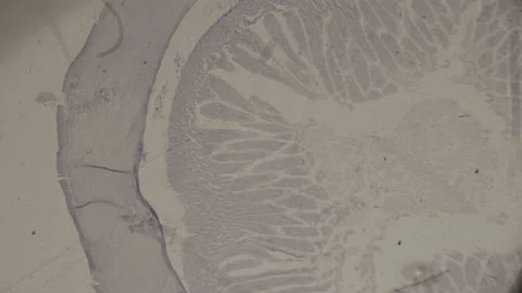 High-Magnification muscle tissue Under microscope Super Magnification. Stock Footage 238374297