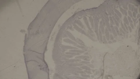High-Magnification muscle tissue Under microscope Super Magnification. Stock Footage 238374402