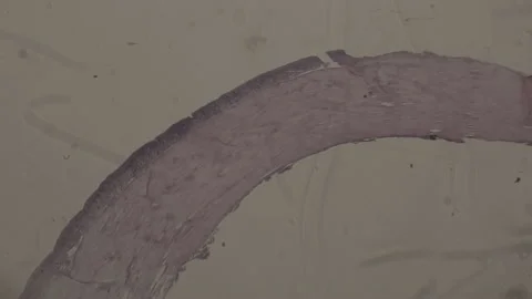 High-Magnification of muscle tissue under microscope 100 fps Stock Footage 238377300