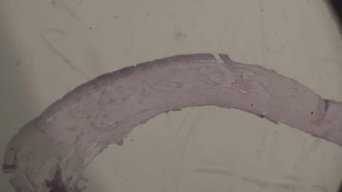 High-Magnification muscle tissue Under microscope Super Magnification. Stock Footage 238381360