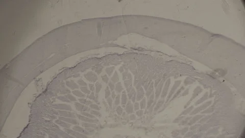 High-Magnification muscle tissue Under microscope Super Magnification. Stock Footage 238383508
