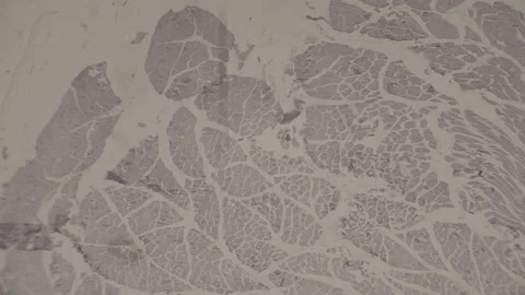High-Magnification of muscle tissue Under microscope Super Magnification. Stock Footage 238384979