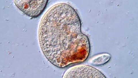 High Magnification Recording of Rapidly Moving Ciliate Cells 400x Stock Footage 318945625
