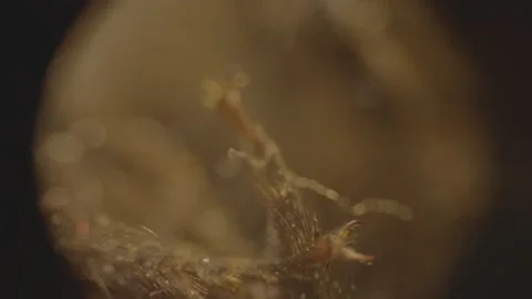 High-Magnification Under microscope Super Magnification Of a BEE Parts Stock Footage 239061688