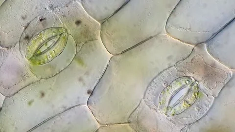 High Magnification Video of Leaf Stomata Cells, DIC microscopy Video stock 320375371