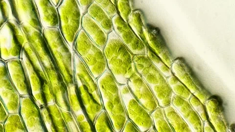 High Magnification Video of Moss Leaf Cells, DIC microscope 動画素材 320458488