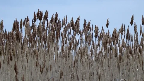 High marsh grass against the sky. Stock Footage 104335797