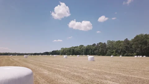 High moisture wheat bales freshly wrapped sits in golden field under clear blue Stockbeeldmateriaal 337181447