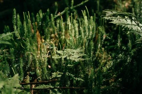 High moss in the sun in the forest Stock Photos